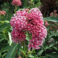 ASCLEPIAS - incarnata Cinderella